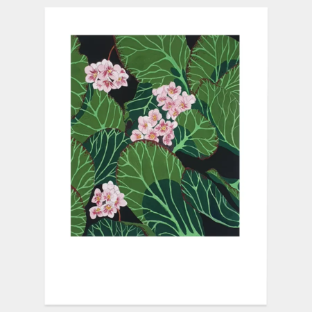BERGENIA gouache original ainhoa toyos