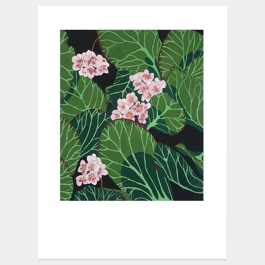 BERGENIA-gouache-original-ainhoa-toyos-copia BERGENIA gouache original ainhoa toyos